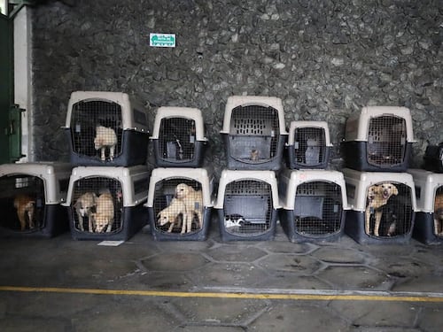 Esta es la nueva aplicación para denunciar maltrato animal en Guatemala