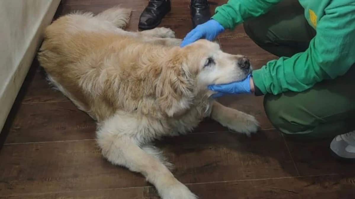 Es una golden retriever maltratada desde 2018. (Foto: Redes sociales)