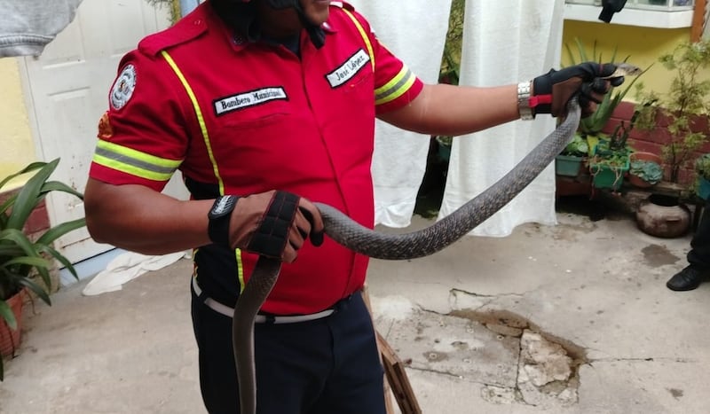 El reptil se encuentra saludable es liberado en un lugar seguro. Foto: CBM