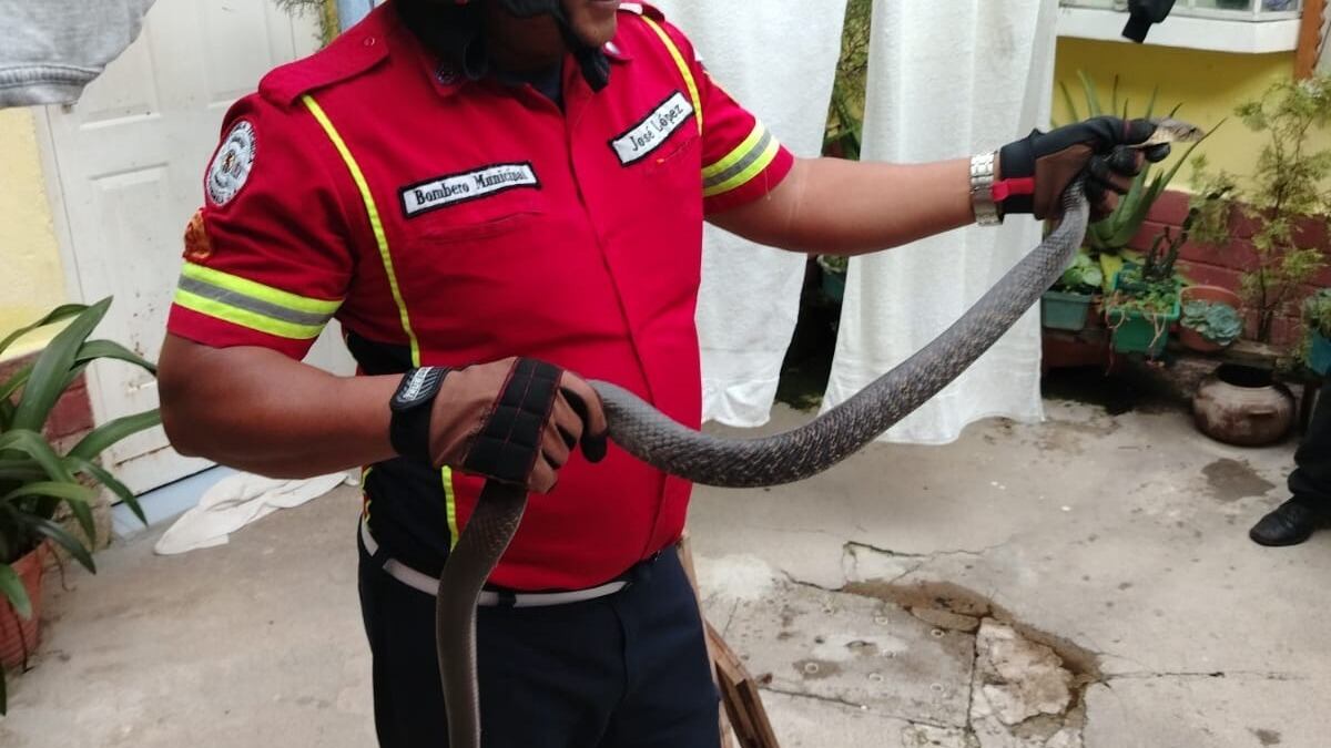 El reptil se encuentra saludable es liberado en un lugar seguro. Foto: CBM