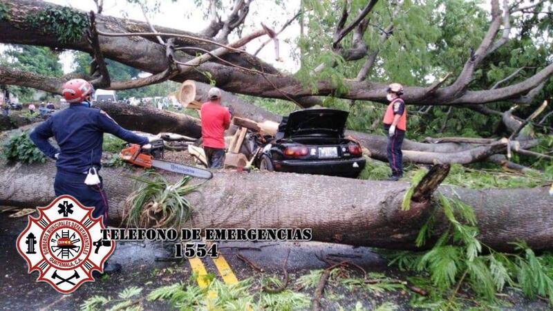 VIDEO. Árbol cae sobre vehículo y deja una persona fallecida