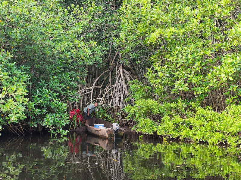 Julio Gómez ayuda en la conservación del mangle. Foto: Kenneth Monzón