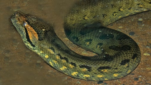 Descubren un anaconda gigante en el Amazonas