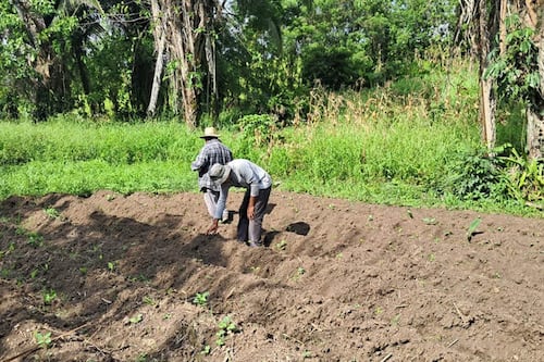 Ejecutivo advierte del riesgo en los cultivos debido a la canícula extendida en Guatemala