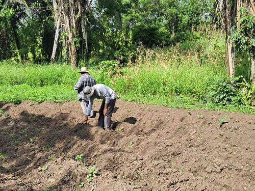 Ejecutivo advierte del riesgo en los cultivos debido a la canícula extendida en Guatemala