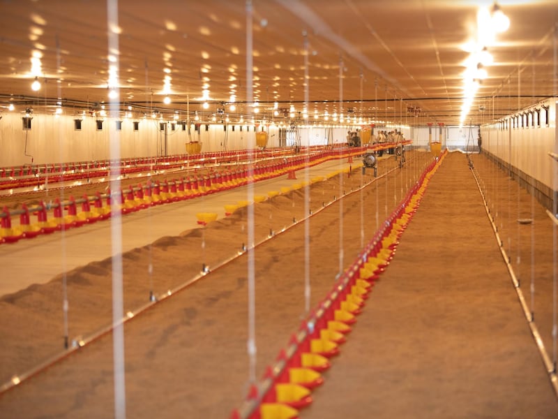 Un avance para la transformación: Inauguran Granja Avícola Sostenible