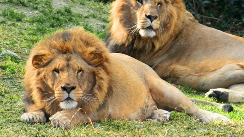 Una manada se comió a su cuidador que ignoró el protocolo de seguridad para entrar al área. (Foto: Redes sociales)