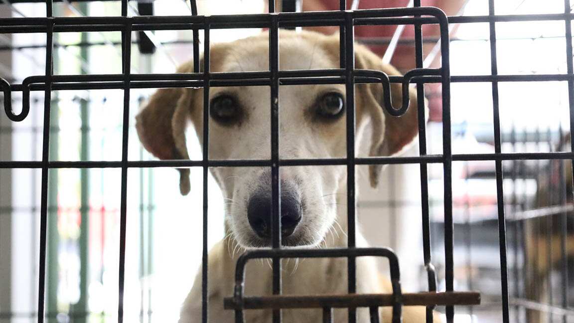 Perros atendidos en San Pedro Pinula, Jalapa.