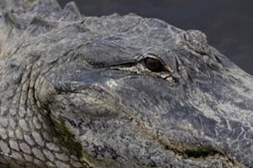 VIDEO: Caimán entra a piscina de Airbnb en Vega Baja y sorprende a turistas
