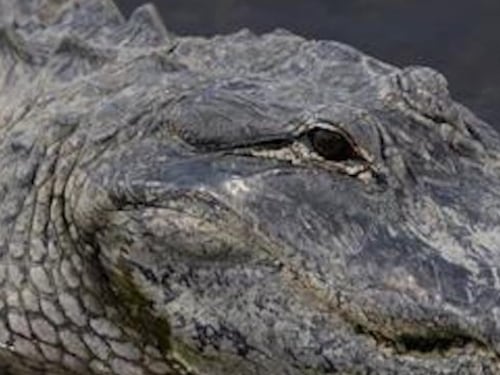VIDEO: Caimán entra a piscina de Airbnb en Vega Baja y sorprende a turistas