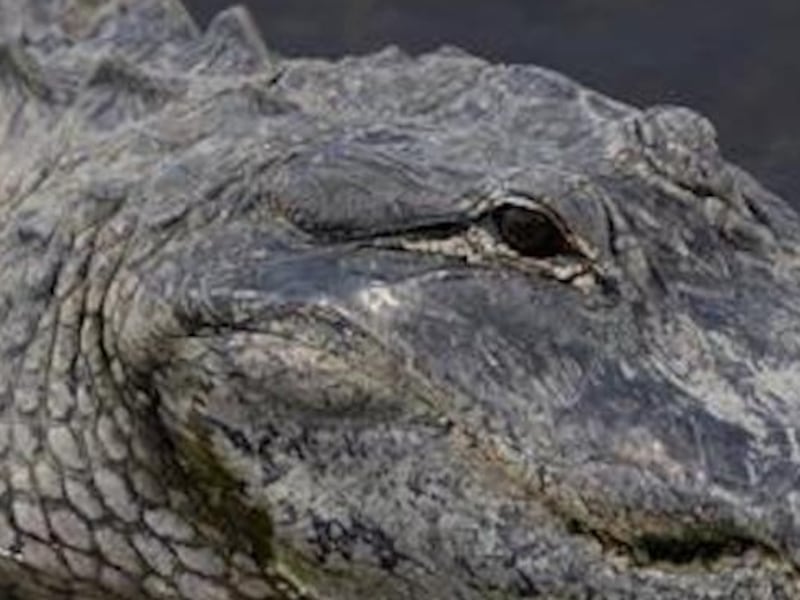 VIDEO: Caimán entra a piscina de Airbnb en Vega Baja y sorprende a turistas