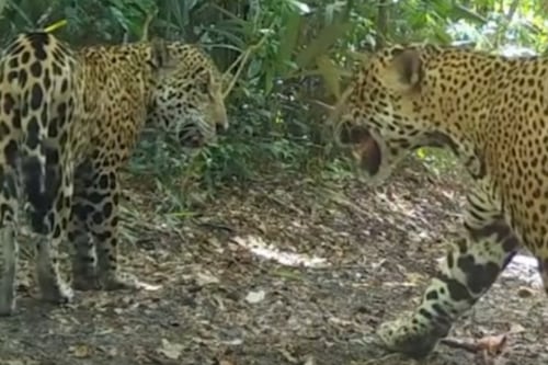 Así fue captada pareja de jaguares por una cámara trampa en Petén
