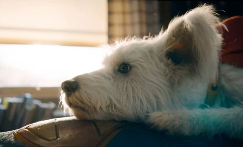 ¡Krypto podría tener su propia serie animada! Un fan le pidió a James Gunn que la hiciera… y Gunn respondió: “Es tu día de suerte”.