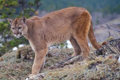 ¡Asombroso! Captan a un puma merodeando por las carreteras de Quetzaltenango.