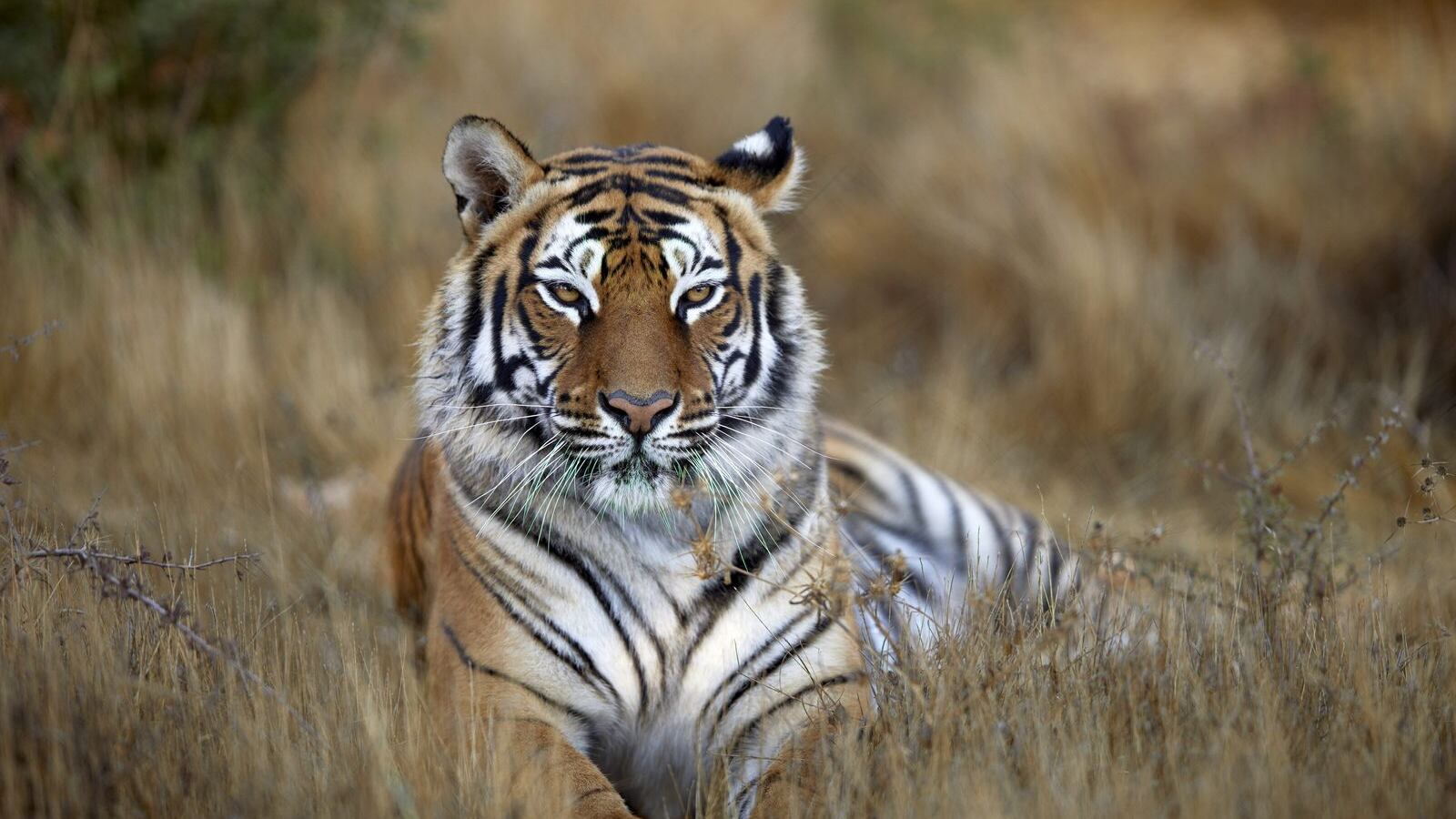 (Foto: National Geographic).