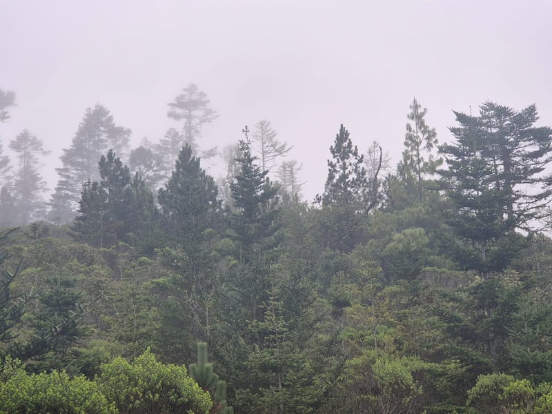 Autoridades comunitarias explican las prácticas que mantienen el bosque en buen estado de conservación.