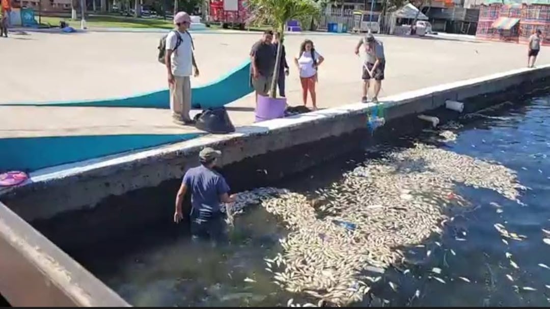 Autoridades revisan en Puerto Barrios la muerte de peces.