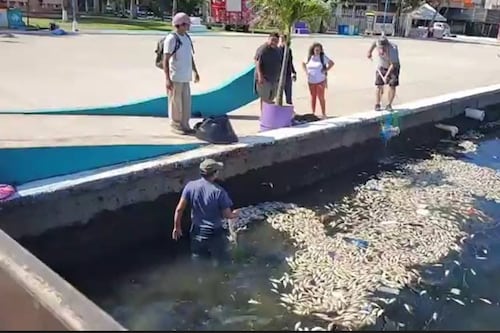 Indagan por peces muertos en el malecón de Puerto Barrios