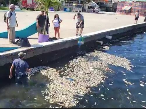 Indagan por peces muertos en el malecón de Puerto Barrios