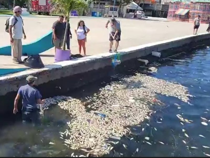Indagan por peces muertos en el malecón de Puerto Barrios