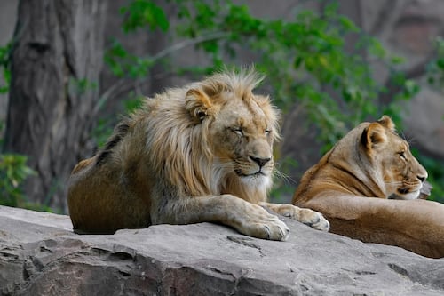 Video. Dos leones atacan a una niña de 10 años durante visita a un zoológico en China