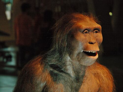 Descubren que nuestros ancestros eran vegetarianos hace 3,5 millones de años