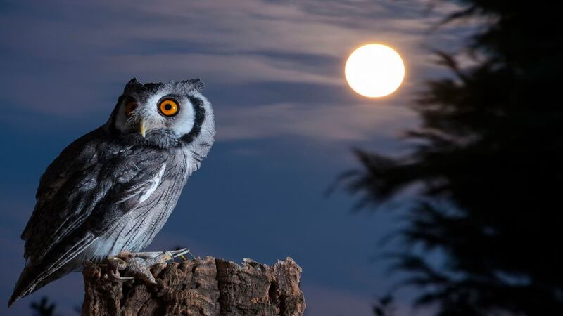 ¿Te apuntas a las Noches de Luna navideñas? El zoológico La Aurora está listo para recibirte