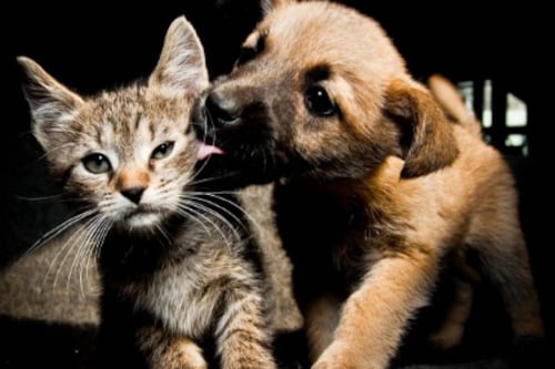 Crueldad animal tendrá cárcel: así fue modificada la Ley de Protección Animal