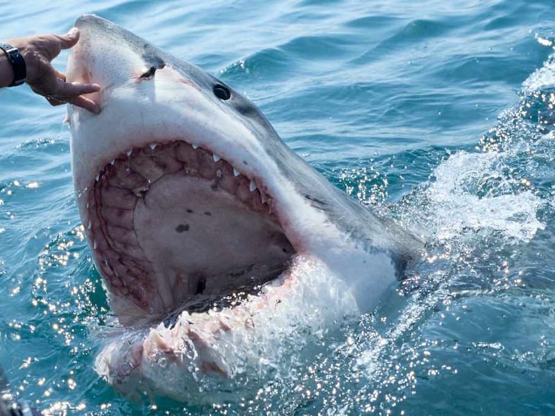 Nuevo estudio señala que las muertes por ataques de tiburón son cada vez más comunes