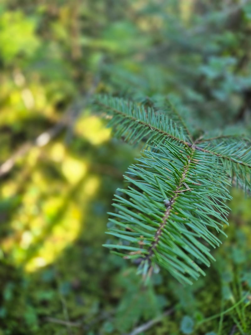 De acuerdo con el INAB el pinabete es una especie emblemática y única de Guatemala.