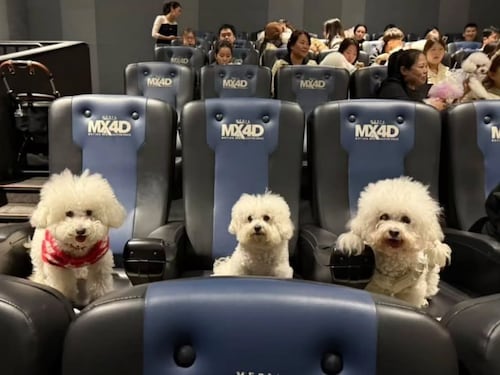 Cines en China permitieron que las mascotas asistieran al estreno de Zootopia 2