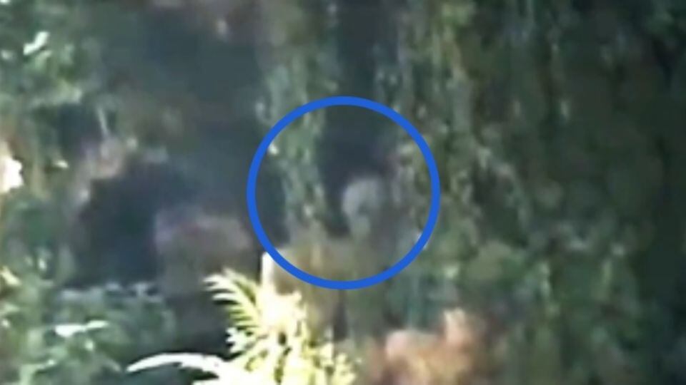 Excursionistas graban extraña entidad con forma humanoide en el Amazonas