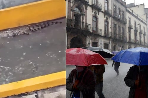 VIDEO: Cocodrilo aparece en la Central de Abastos tras intensas lluvias y desata pánico