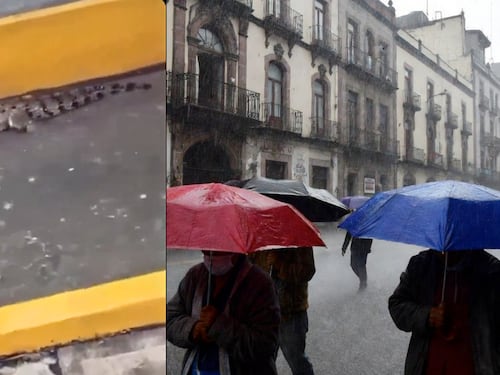 VIDEO: Cocodrilo aparece en la Central de Abastos tras intensas lluvias y desata pánico