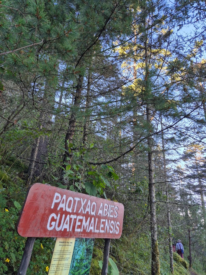 A la fecha se cuenta con 1,205 plantaciones establecidas sumando un área de 413.32 hectáreas, y con más de 30 viveros de pinabete. Foto: Roxana Tocay