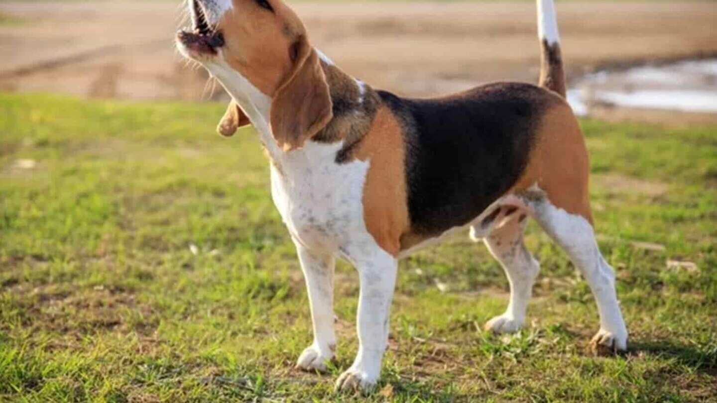 (Foto: Rede sociales)