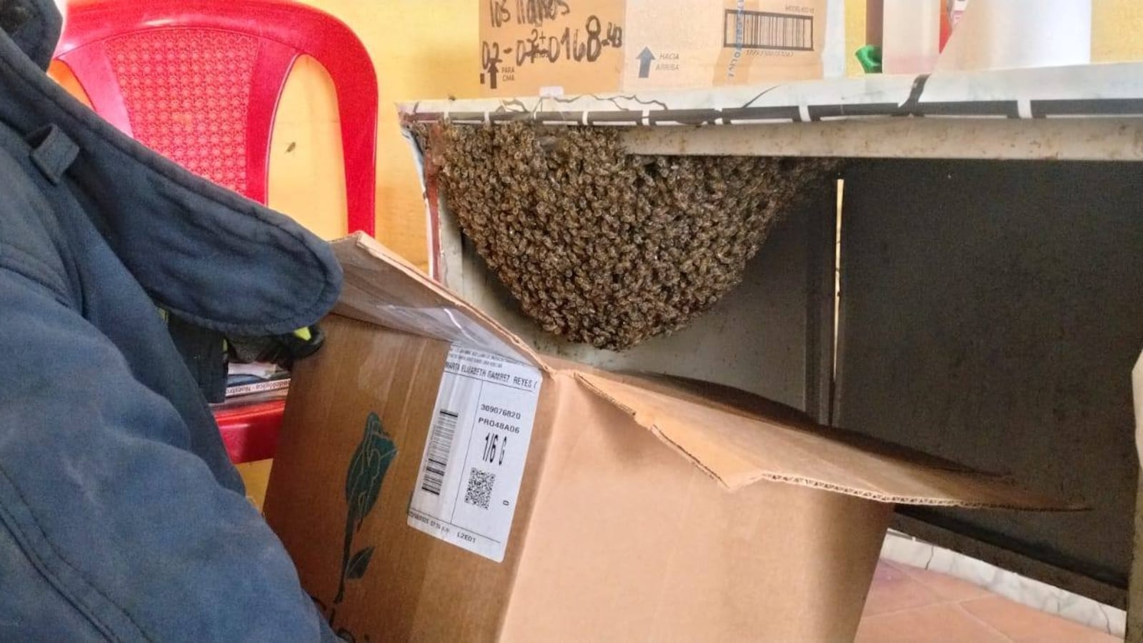 El enjambre de abeja se encontraba en el escritorio de una de las docentes. Foto: RRSS