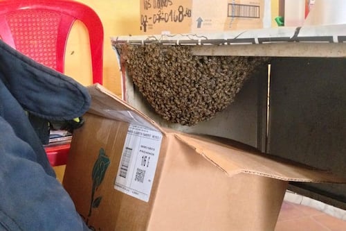 Enjambre de abejas aparece en escritorio de maestra en una escuela de El Pogreso