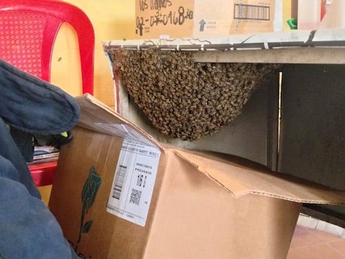 Enjambre de abejas aparece en escritorio de maestra en una escuela de El Pogreso