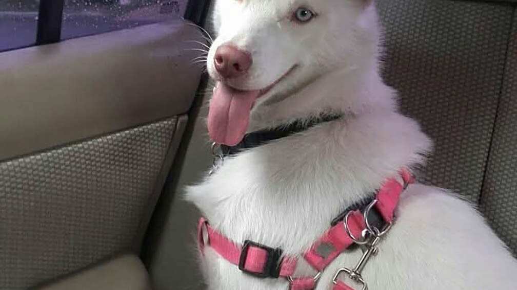 Consejos para viajar con mascotas Semana Santa