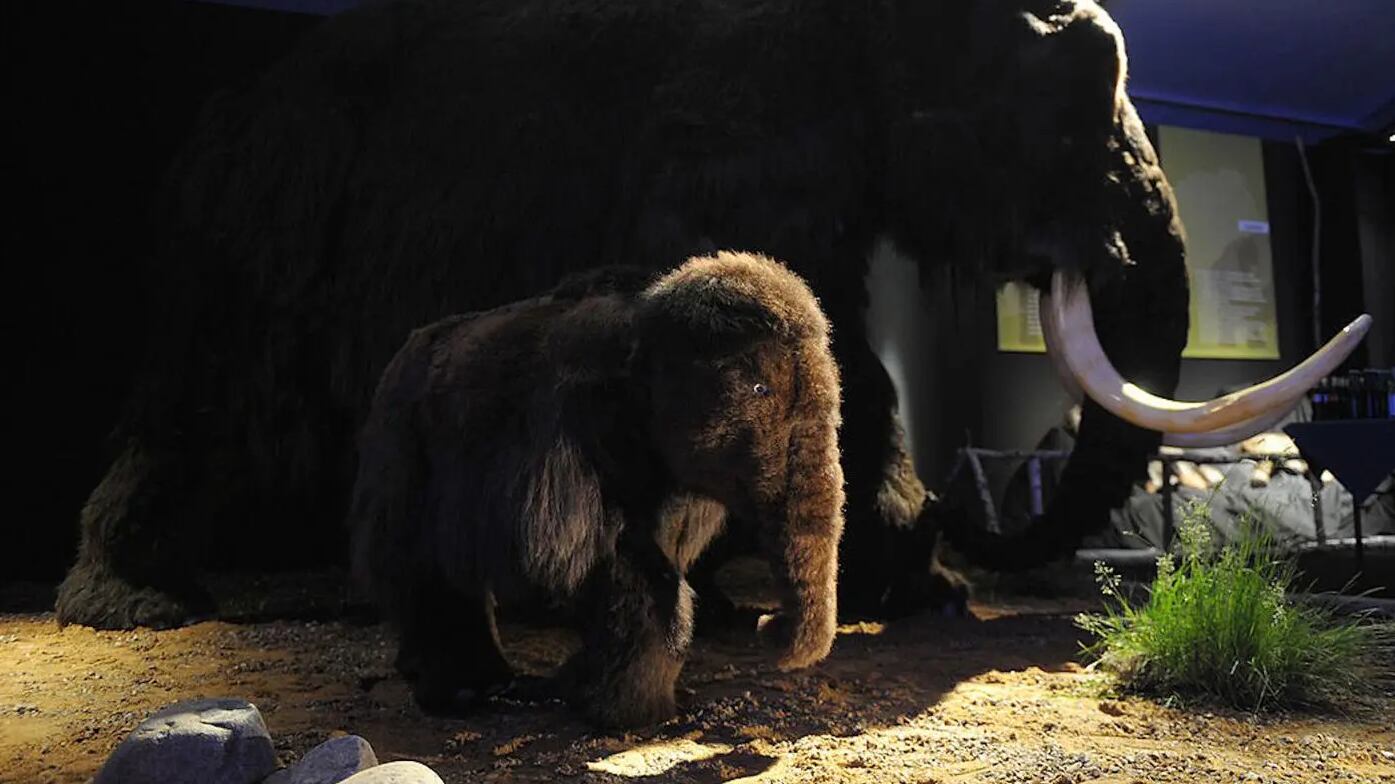 Cría de mamut