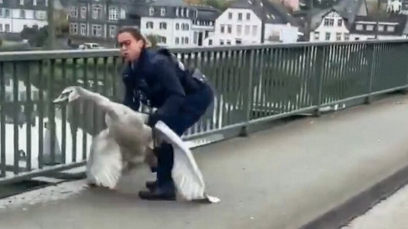 VIDEO. Graban a una policía alemana arrestando a un cisne