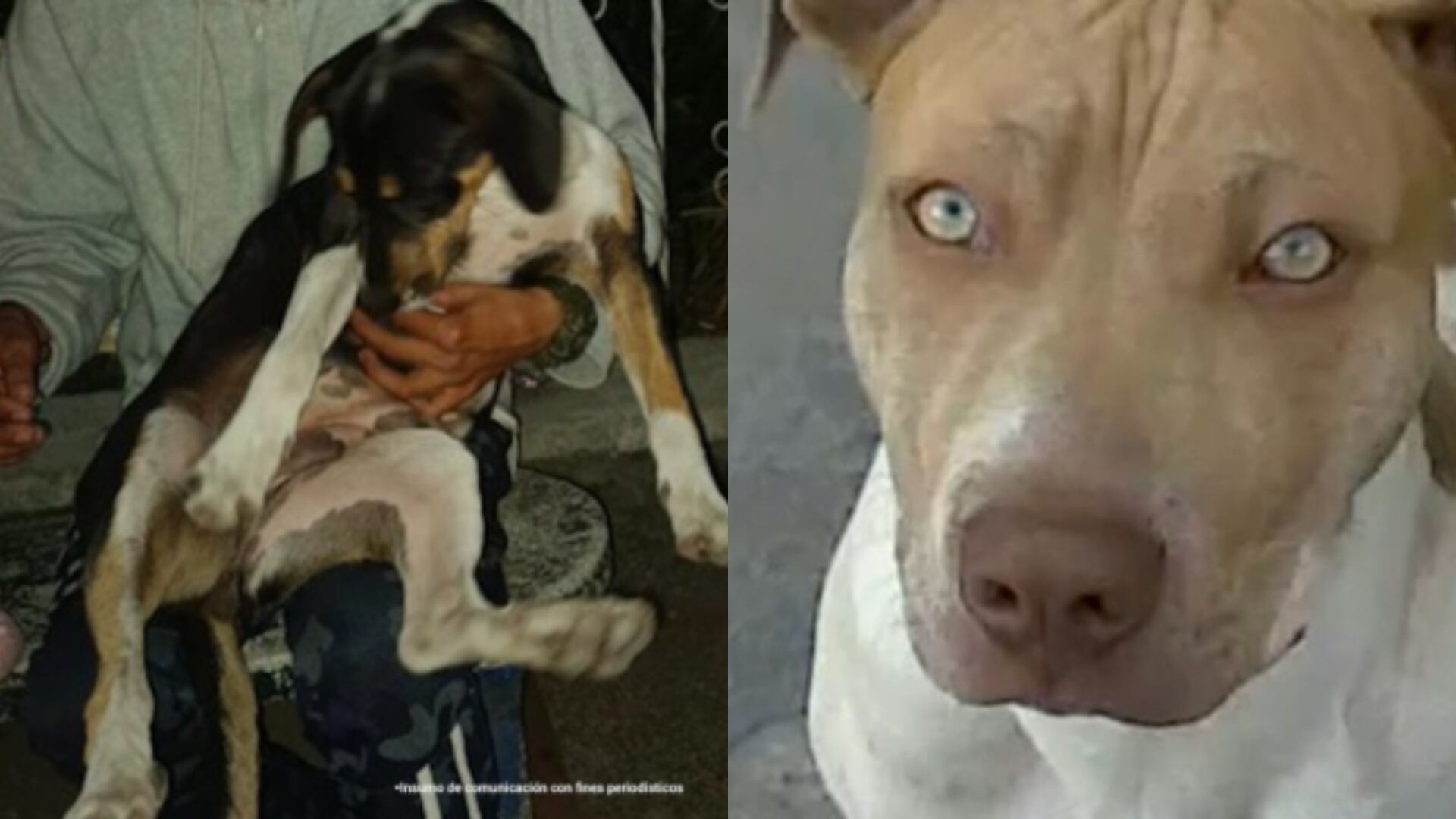 Judicializan a dos personas por maltrato animal en Tolima y Medellín.