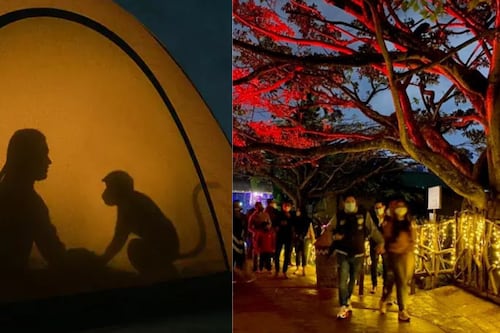 Noche de Campamento en el Zoo 2026: Una aventura bajo las estrellas