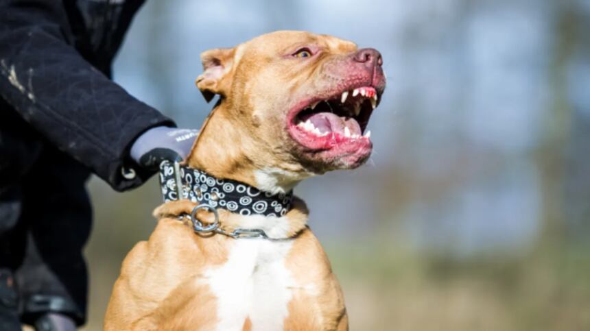 (Foto: Redes sociales)