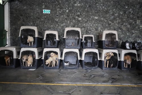 Operativo en San Miguel Petapa termina con 39 animales incautados