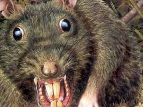 ¡Insólito! Cena romántica en Roma es interrumpida por una rata