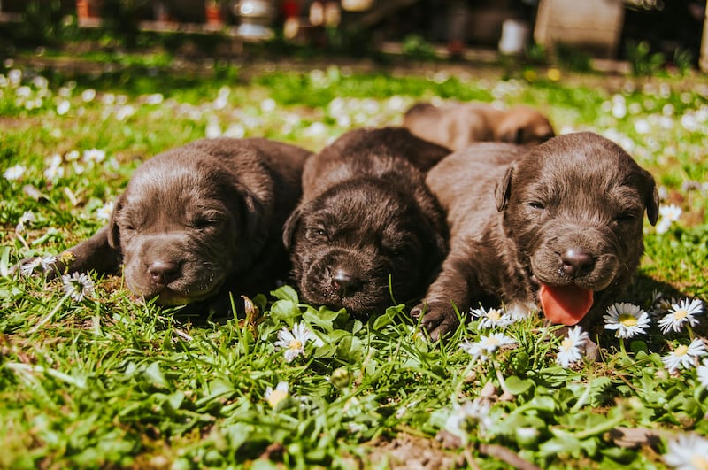 Esta fecha busca concientizar sobre la adopción responsable y el cuidado de los peluditos de cuatro patas. Foto: Archivo.