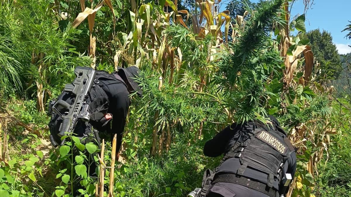 En Río La Caoba, San Luis, se destruyeron 797 mil arbustos de hoja de coca. Foto: PNC