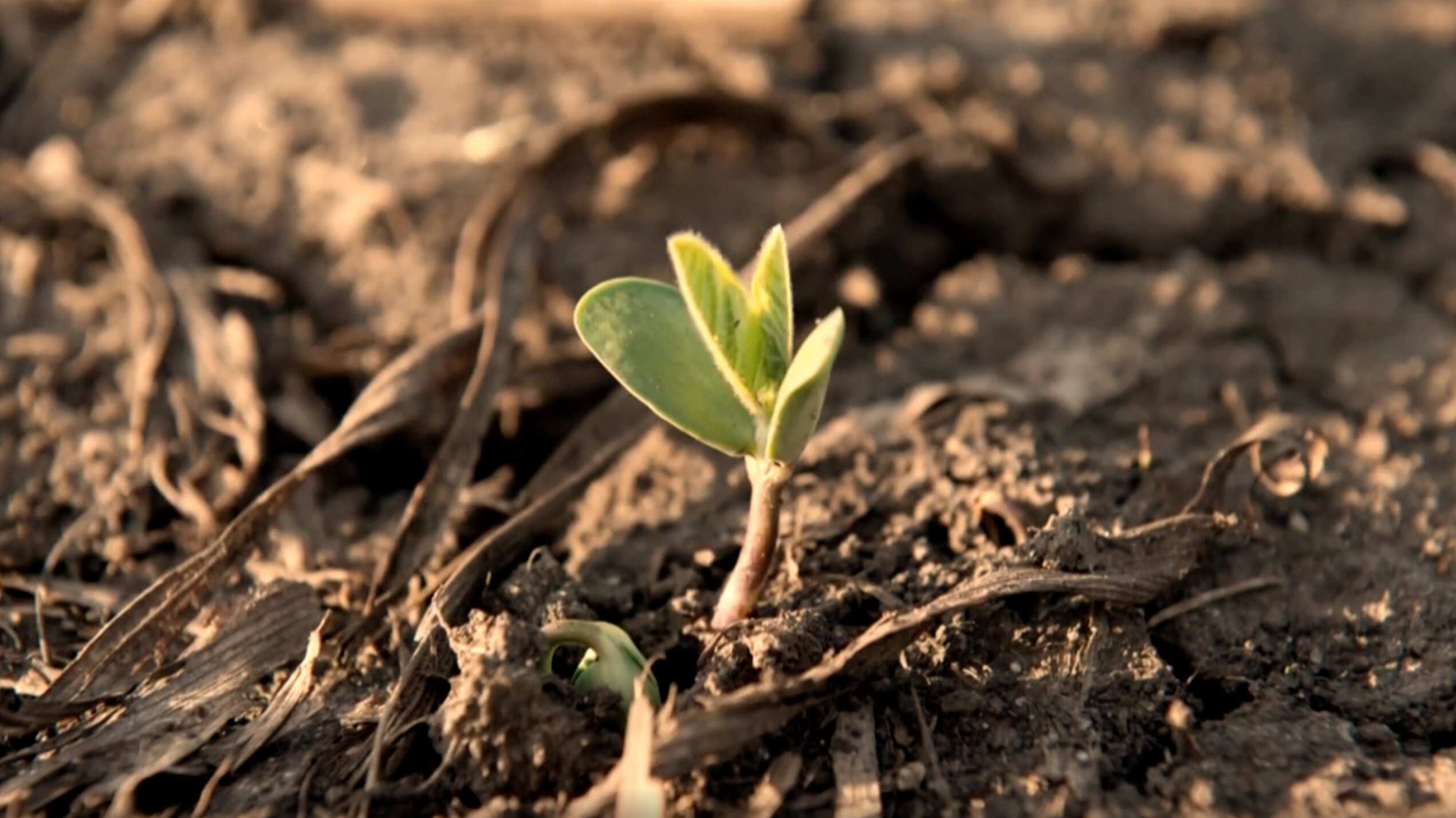 La soya es clave para mejorar el asfalto de forma sustentable